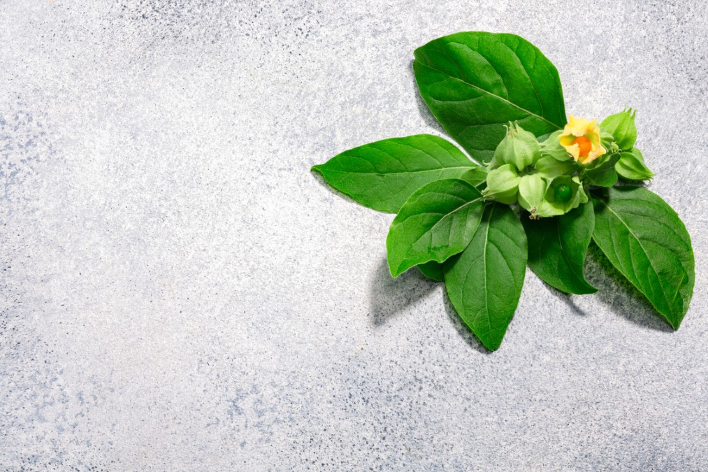 Ashwagandha bienfaits : feuilles vertes fraîches et fleurs de la plante adaptogène.