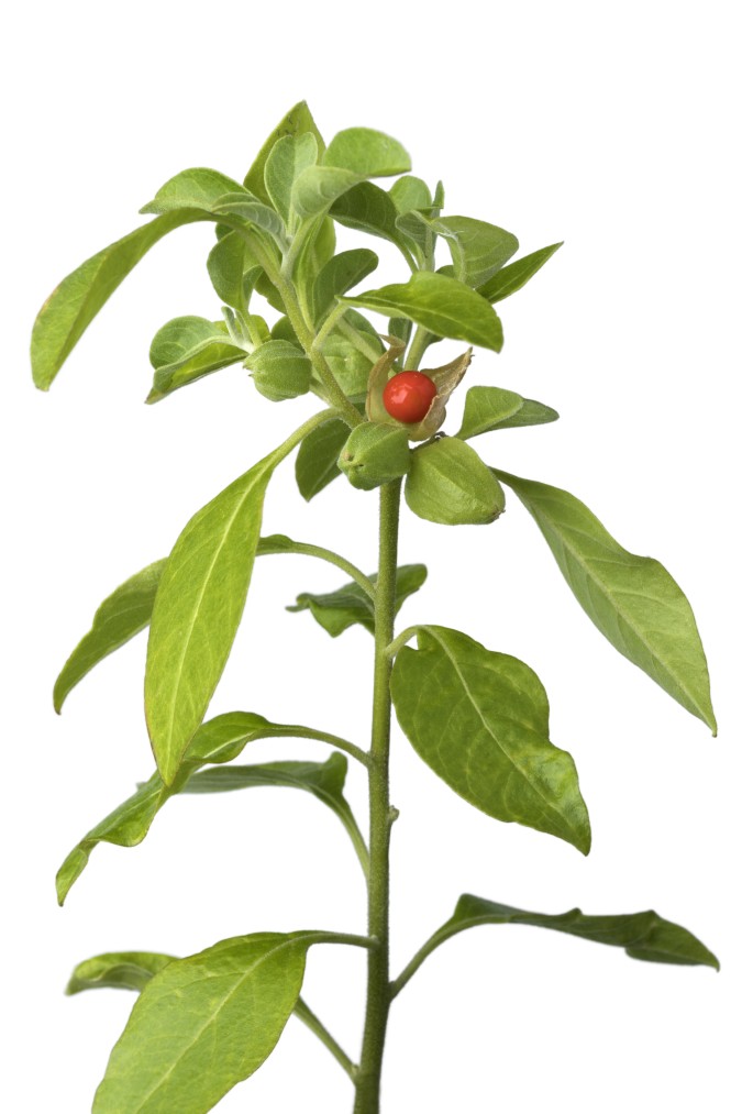 Ashwagandha bienfaits : la plante Withania somnifera reconnue pour la gestion du stress.